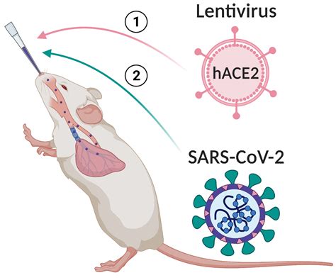 aventus 2 study|aventus sars cov 2.